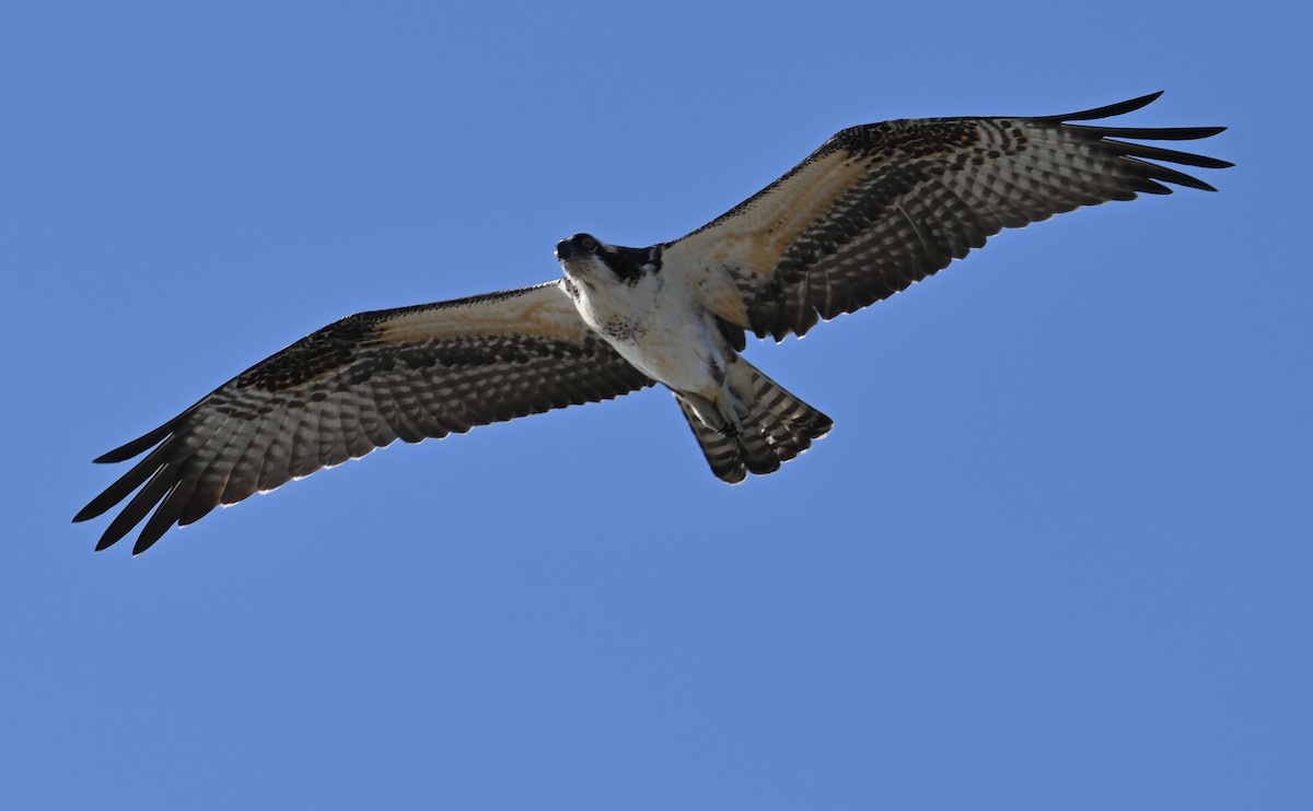 Osprey (carolinensis) - Rob Bielawski