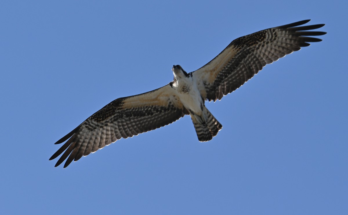 Osprey (carolinensis) - Rob Bielawski