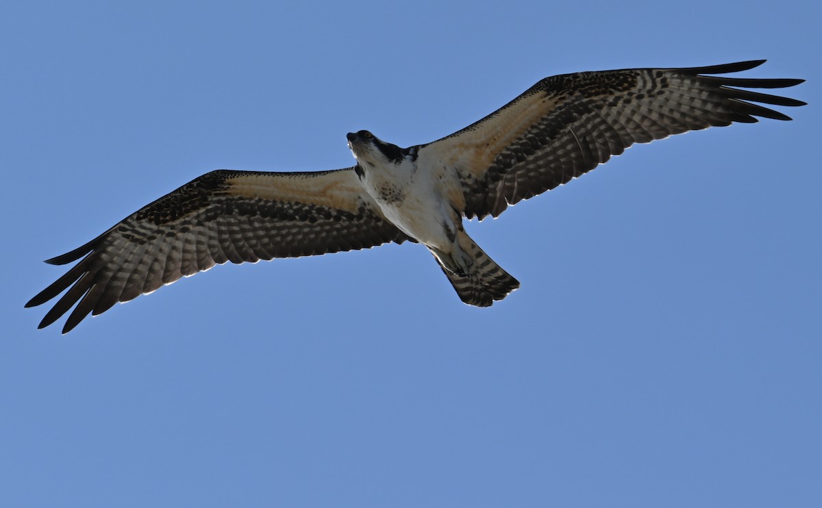 Osprey (carolinensis) - Rob Bielawski