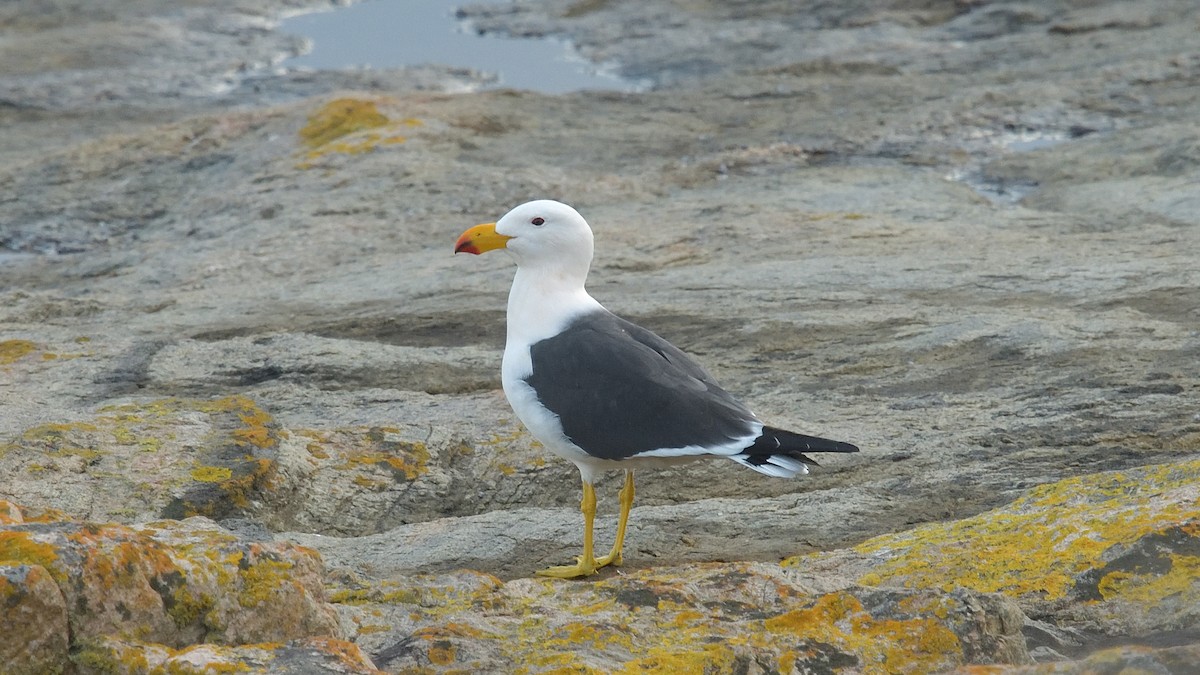 Pacific Gull - ML608308969