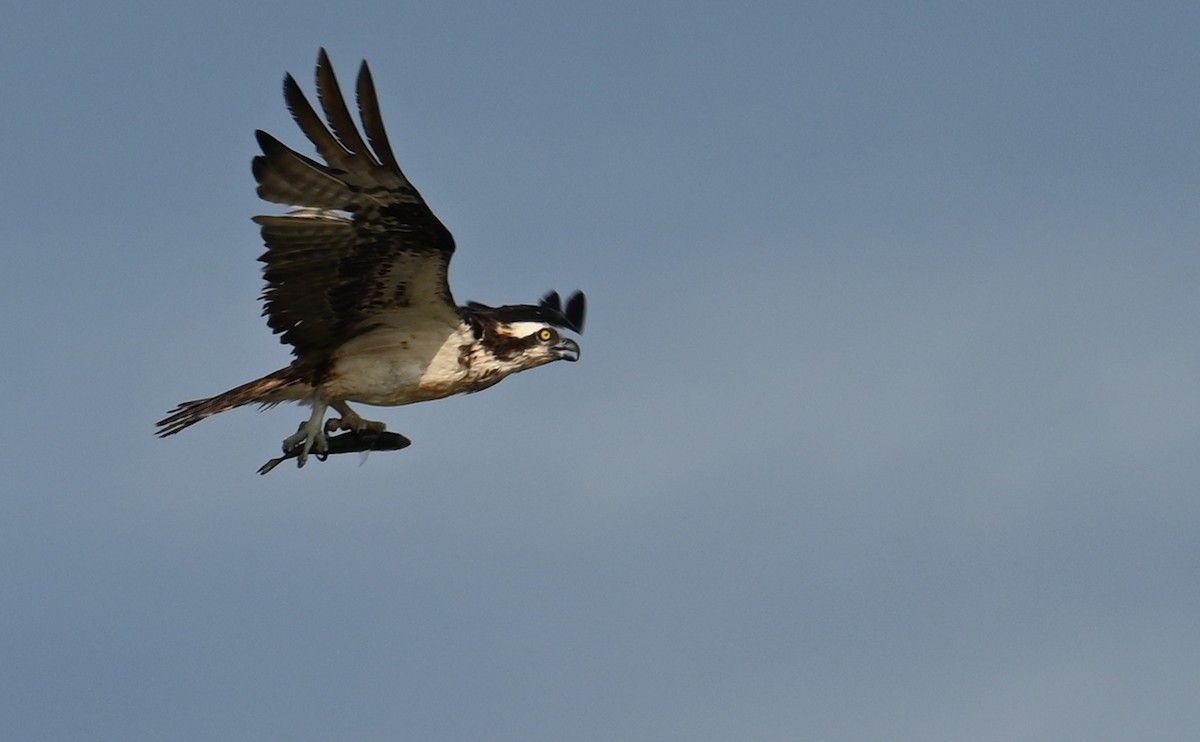 Osprey (carolinensis) - Rob Bielawski