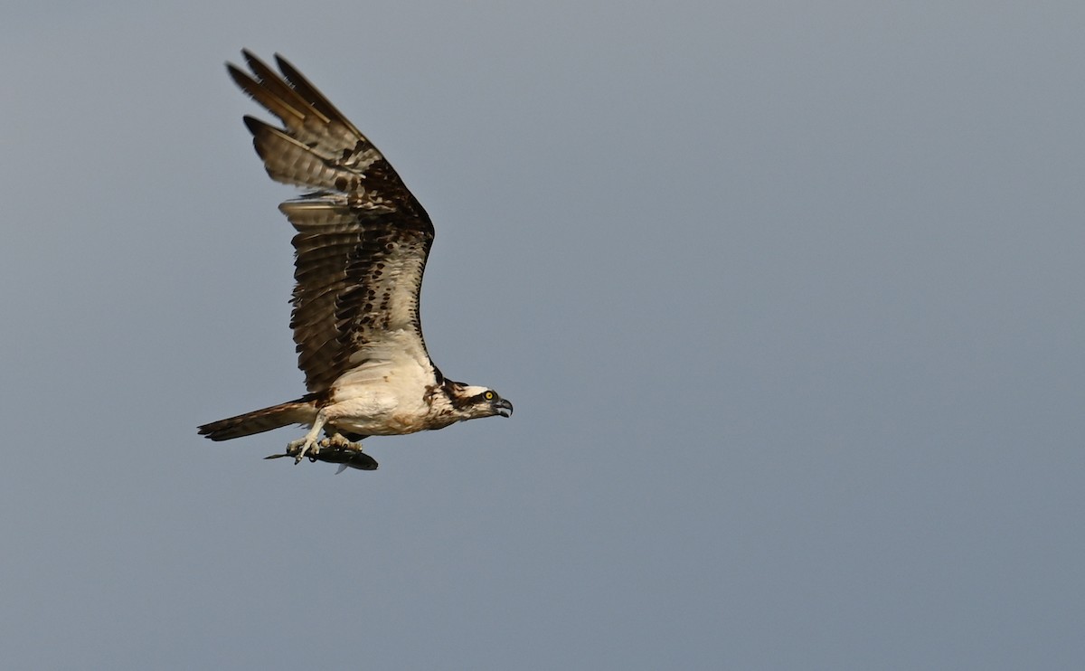 Osprey (carolinensis) - Rob Bielawski