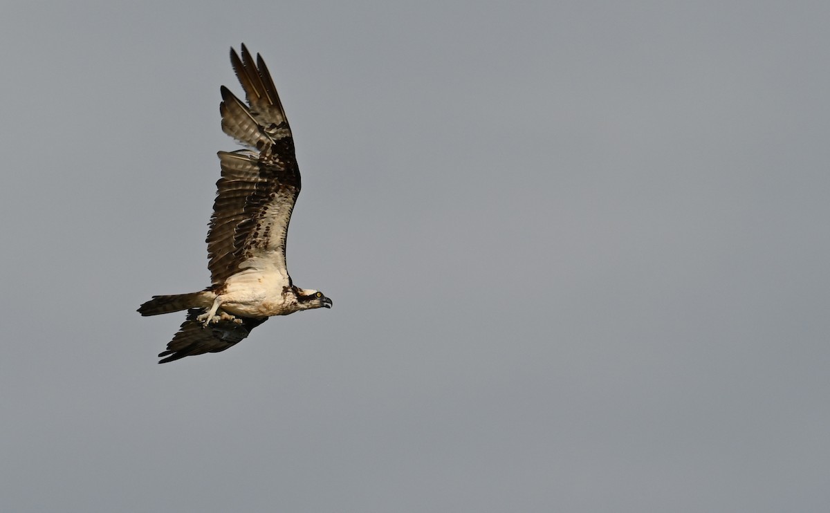 Osprey (carolinensis) - Rob Bielawski