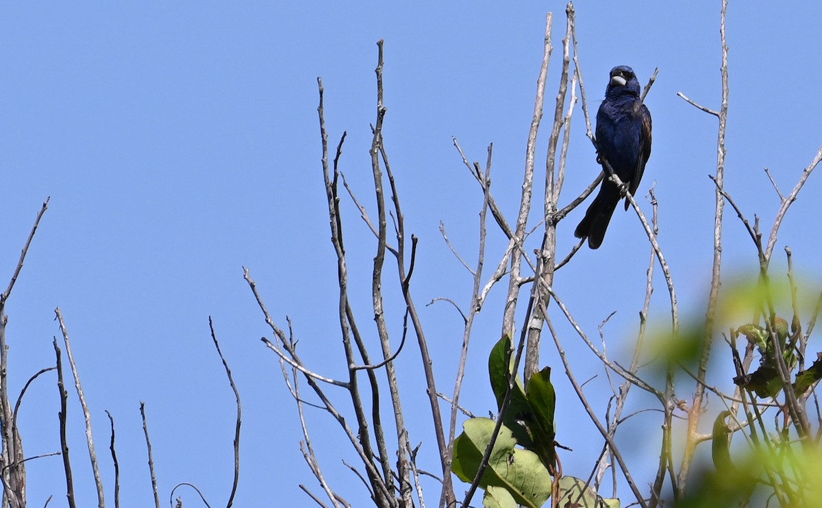 Blue Grosbeak - Rob Bielawski