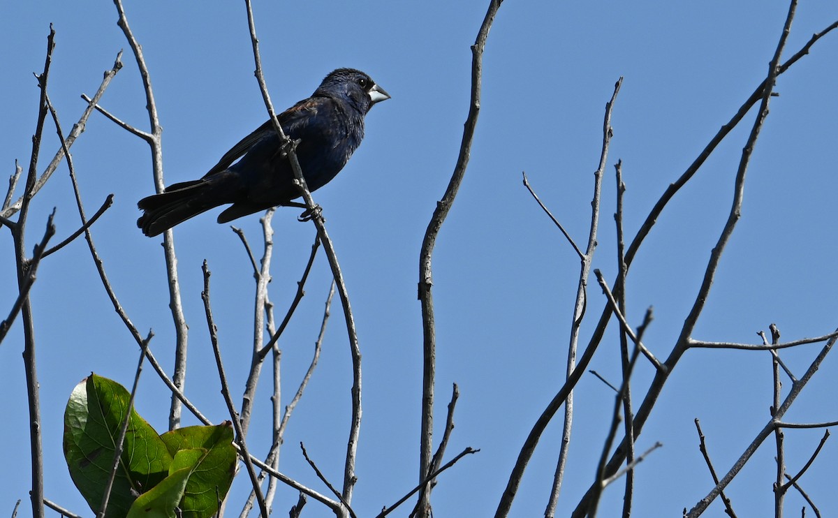 Blue Grosbeak - Rob Bielawski