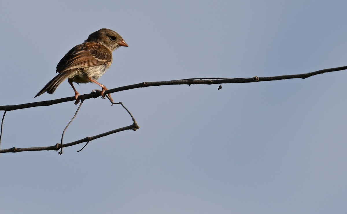 Field Sparrow - Rob Bielawski