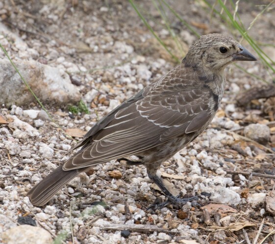 Brown-headed Cowbird - ML608309062