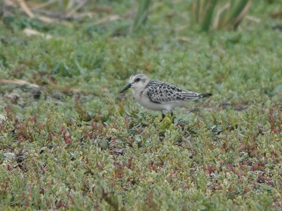 Bécasseau sanderling - ML608309097