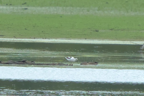 American Avocet - ML608309098