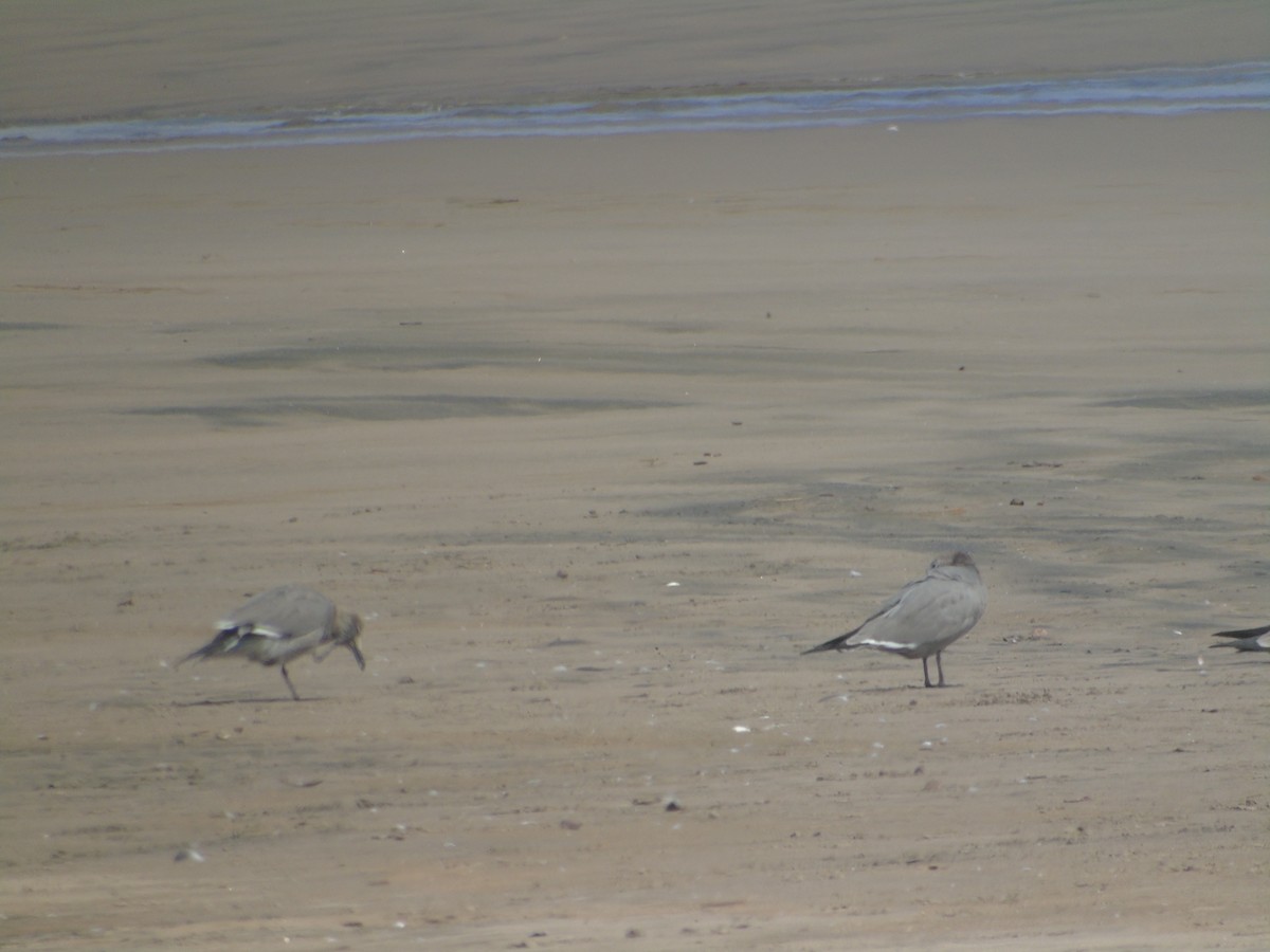 Gray Gull - ML608309203