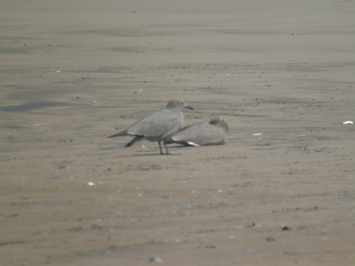 Gray Gull - ML608309206