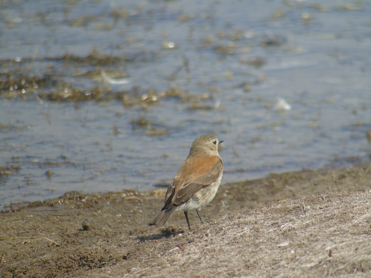 Patagoniensporntyrann - ML608309310