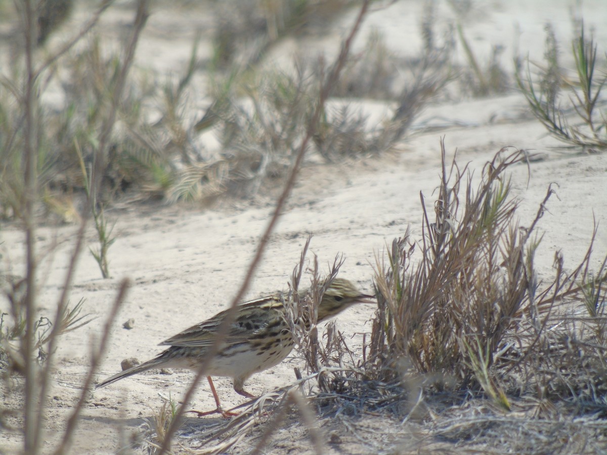 Correndera Pipit - ML608309329