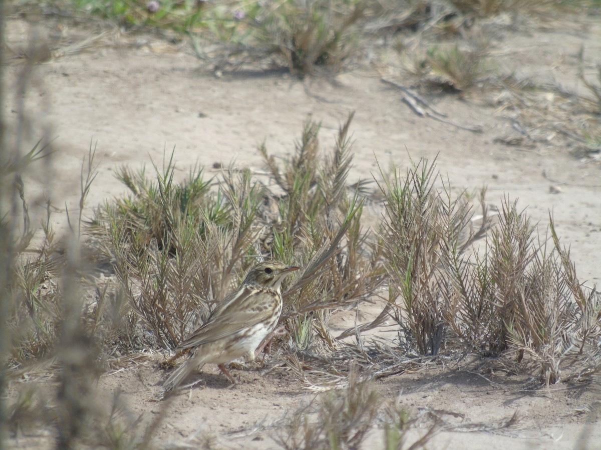 Correndera Pipit - Álvaro Parra Valdivia