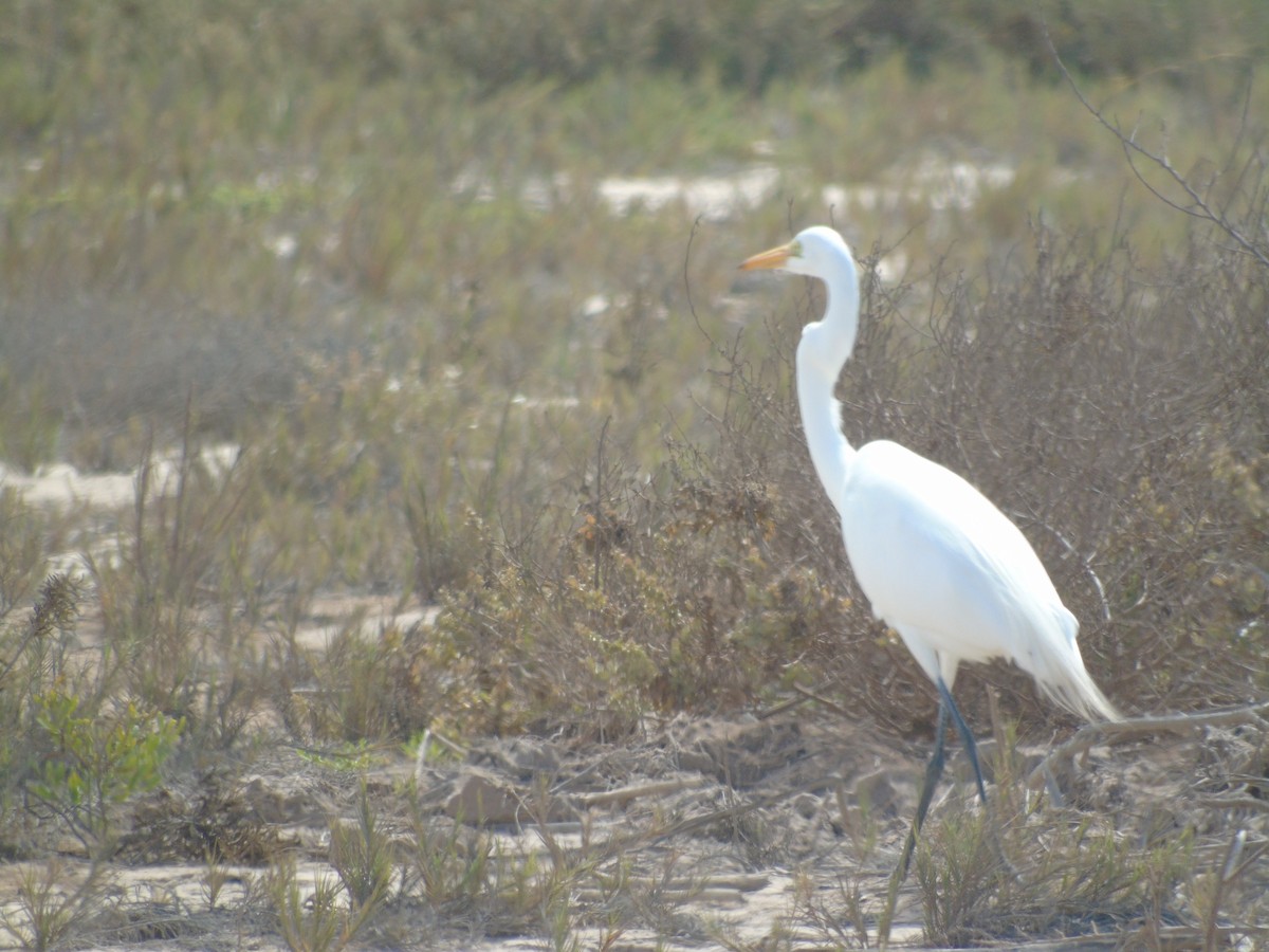 Great Egret - ML608309359