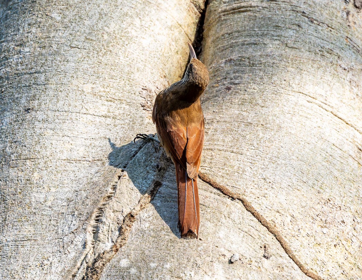 Inambari Woodcreeper - ML608309383