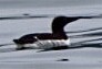 Thick-billed Murre - ML608309481