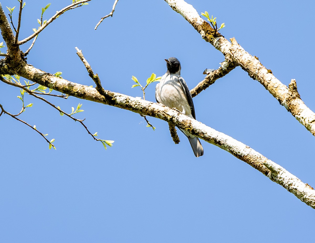 Black-faced Cotinga - ML608309484