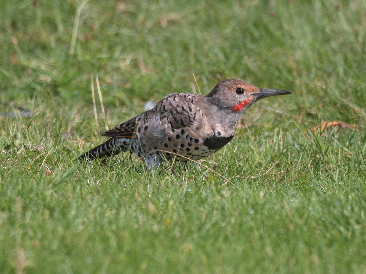 Northern Flicker (Red-shafted) - ML608309509