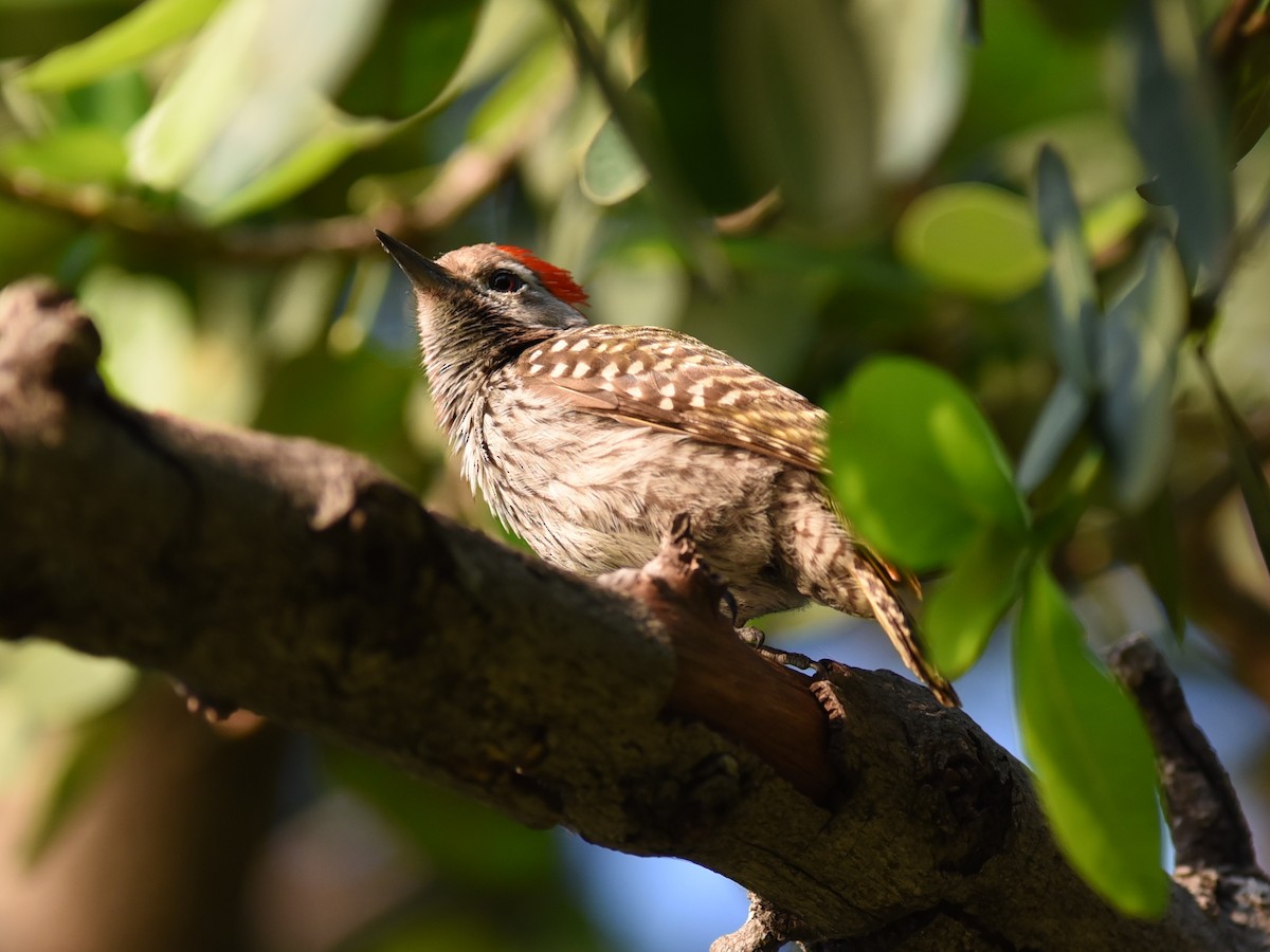 Pic cardinal - ML608309512