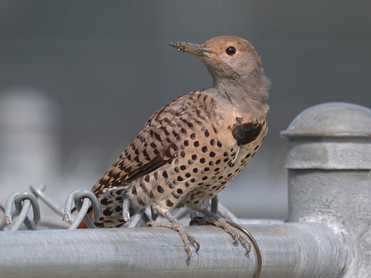 Northern Flicker (Red-shafted) - ML608309513