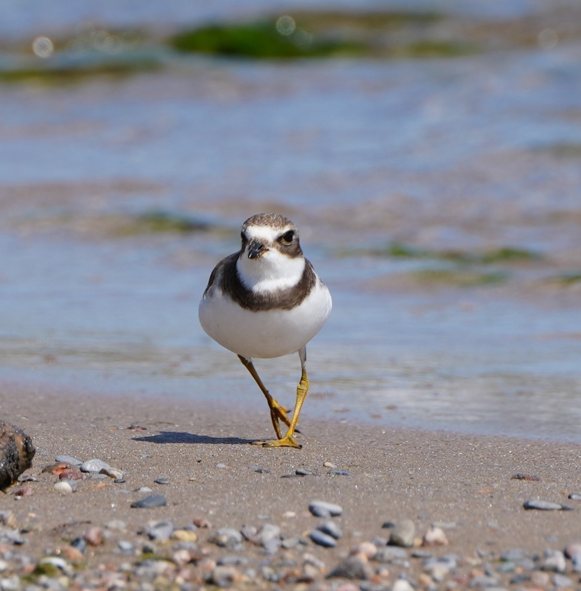 Semipalmated Plover - ML608309550