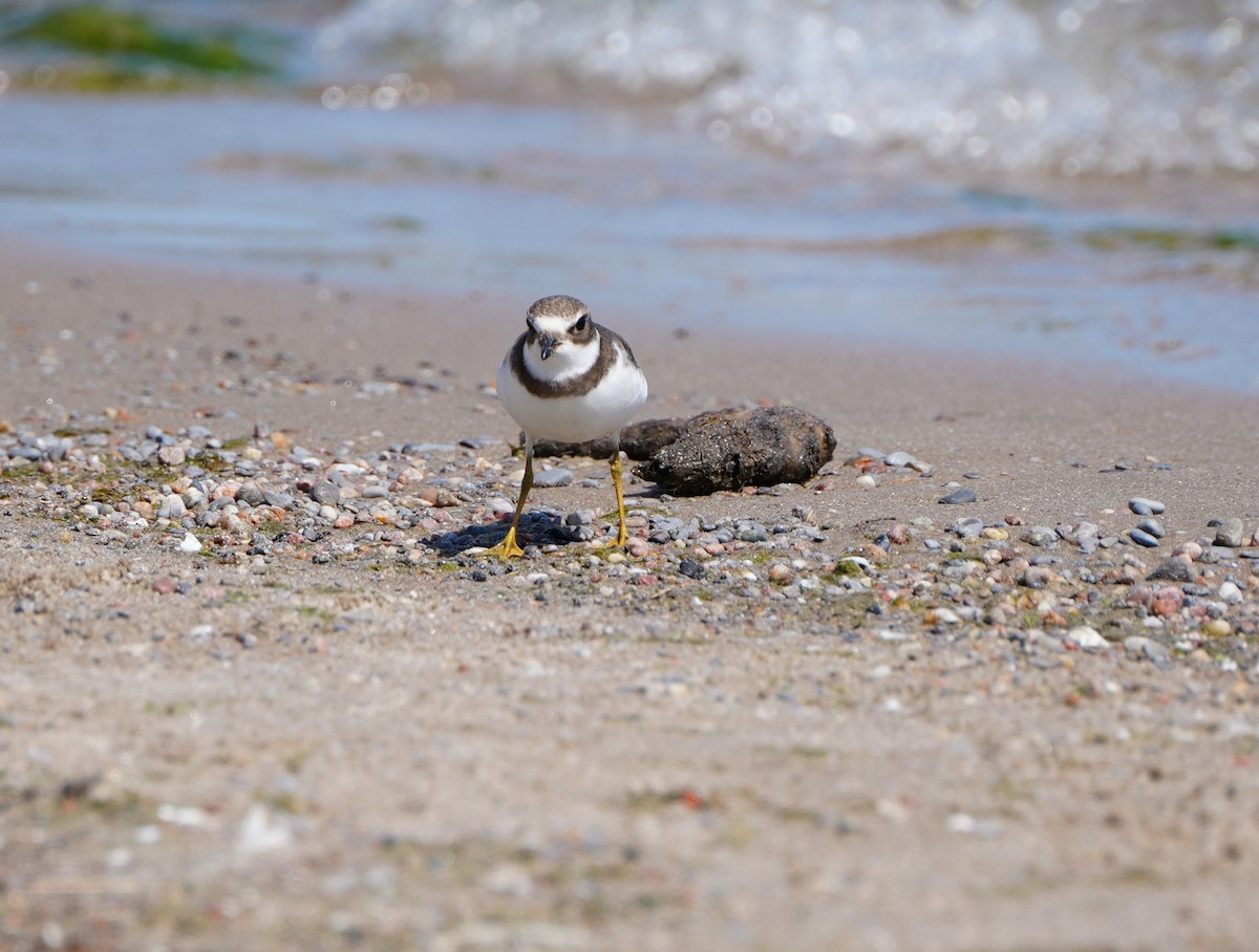 Semipalmated Plover - ML608309551