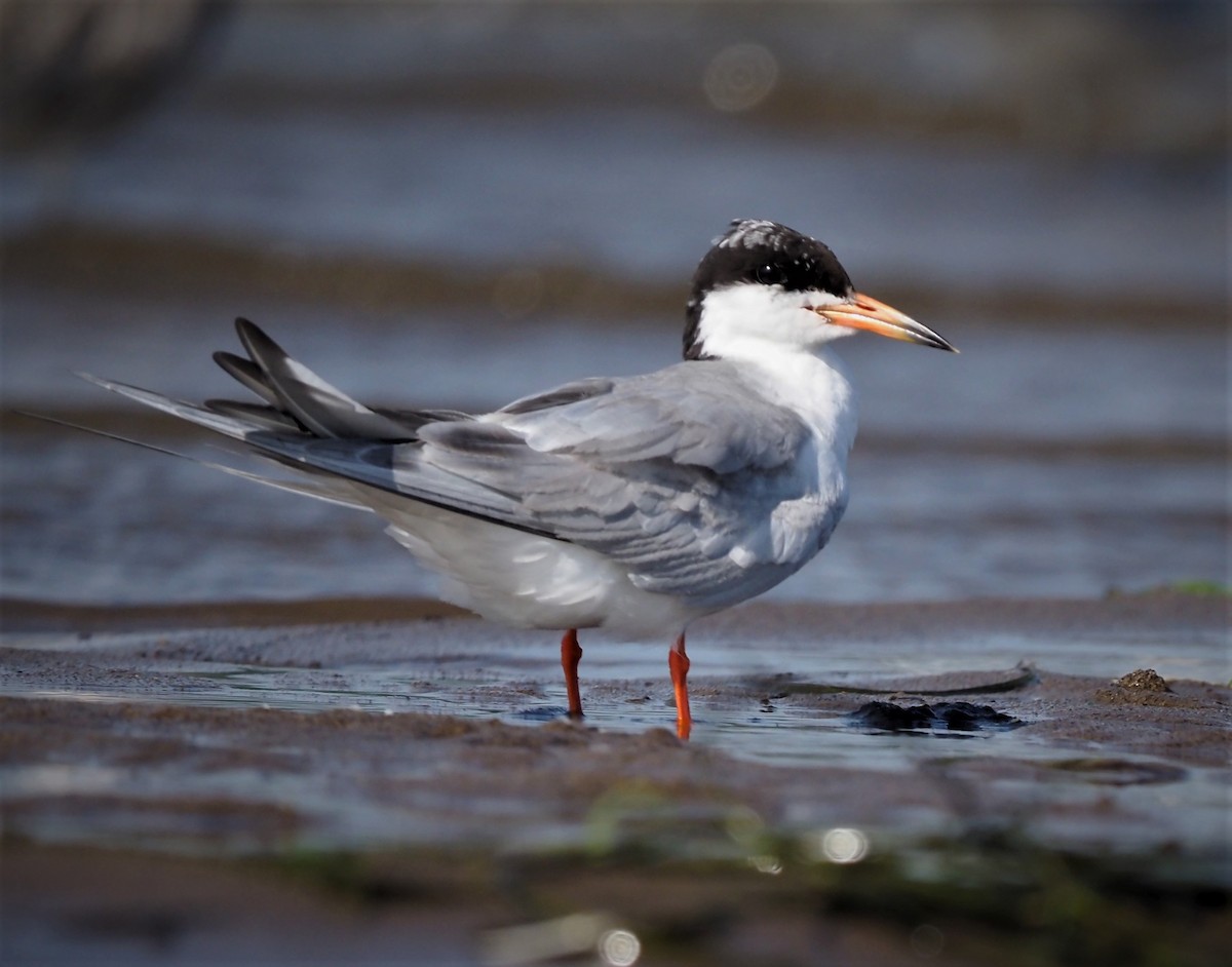 Forster's Tern - Warren Wolf