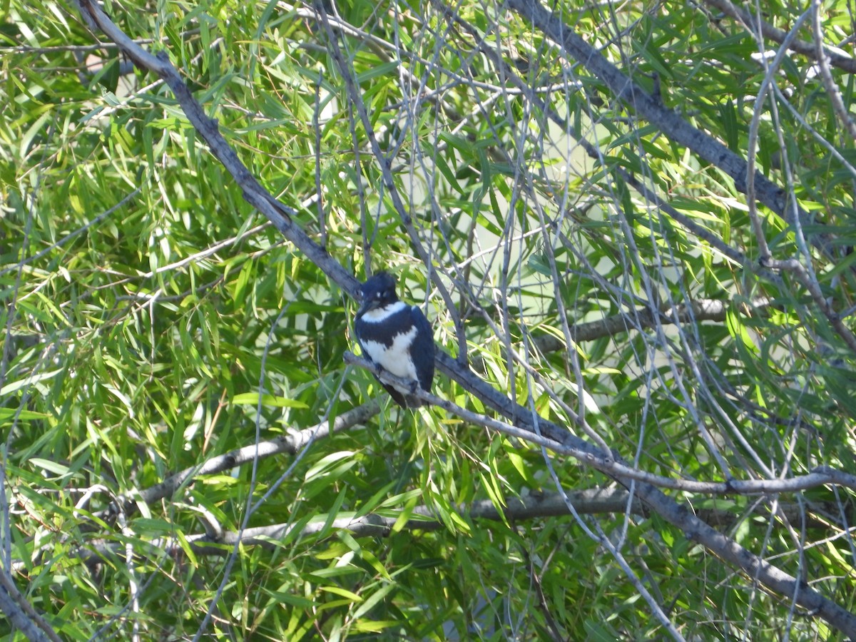 Belted Kingfisher - Howard Friedman