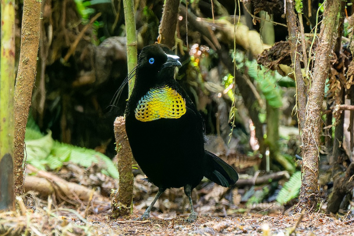 Lawes's Parotia - ML608309747