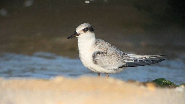 Least Tern - ML608309758