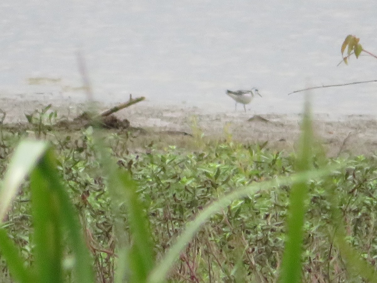 Red-necked Phalarope - Randy Schultz