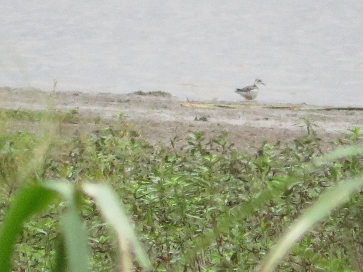 Phalarope à bec étroit - ML608309860