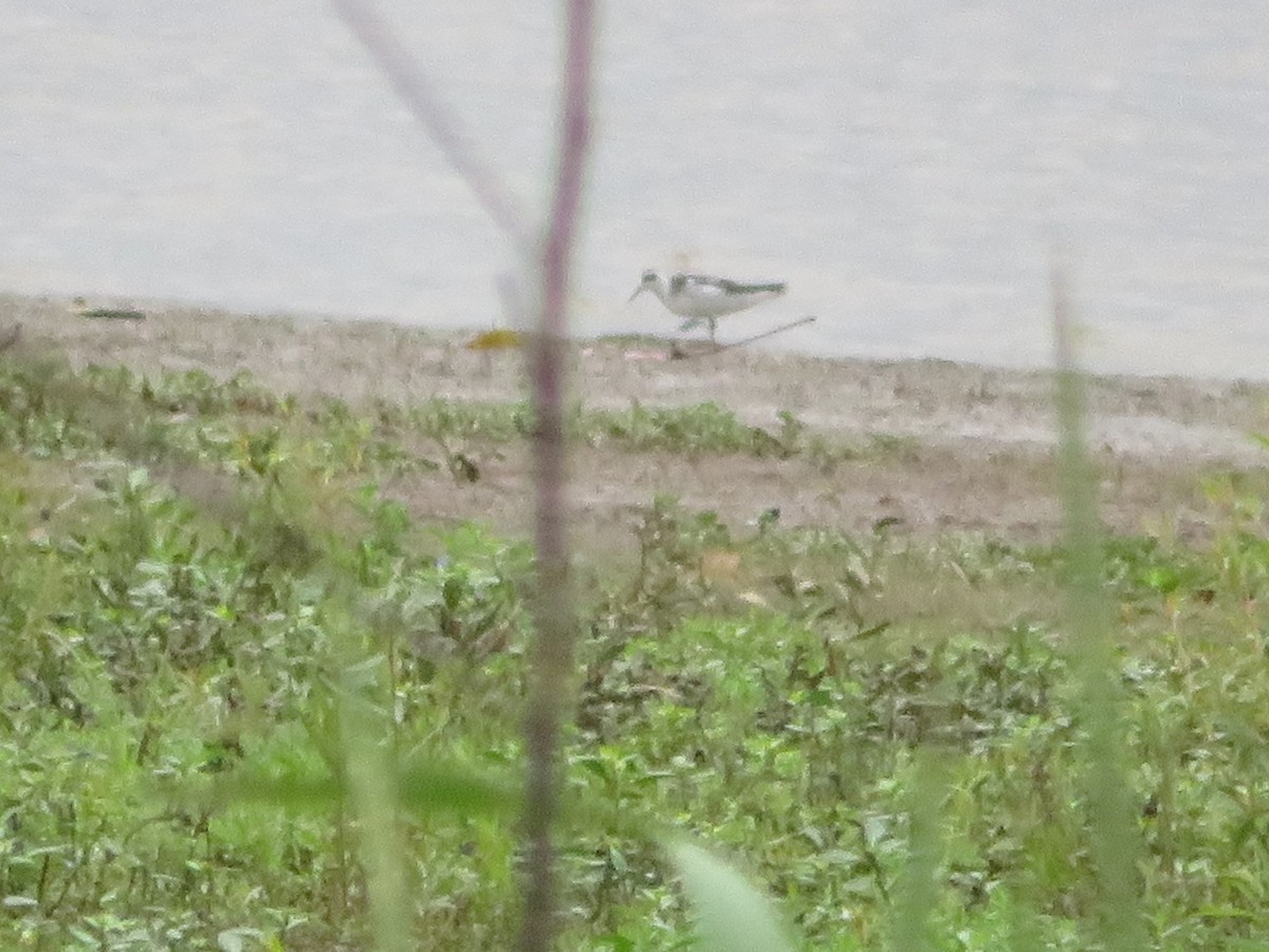 Red-necked Phalarope - Randy Schultz