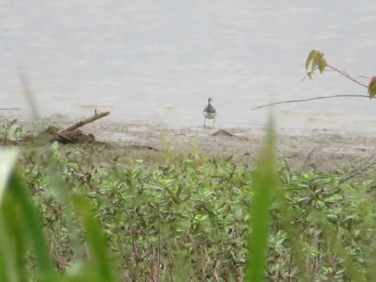 Red-necked Phalarope - Randy Schultz