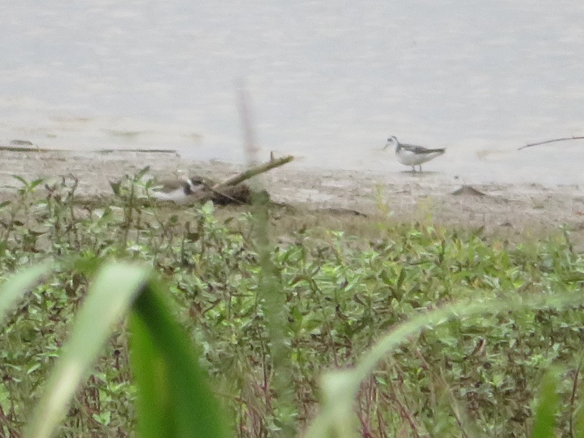 Red-necked Phalarope - Randy Schultz