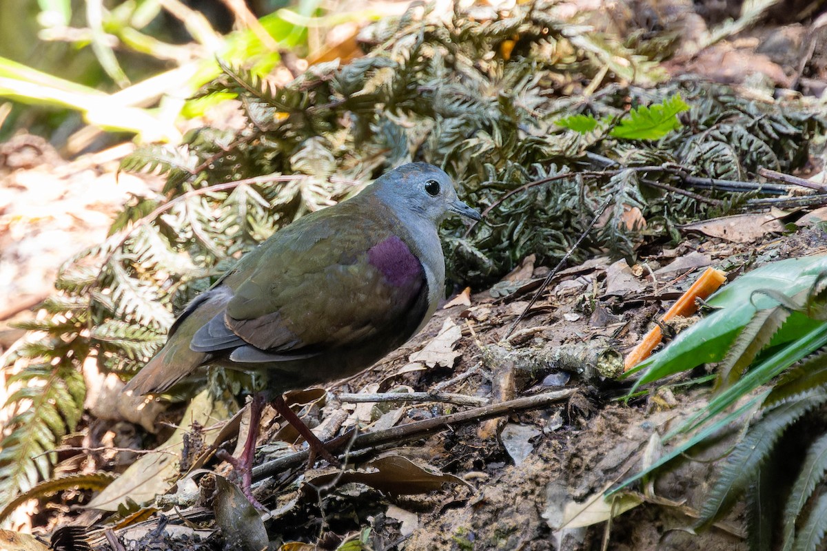 Bronze Ground Dove - Jun MATSUI