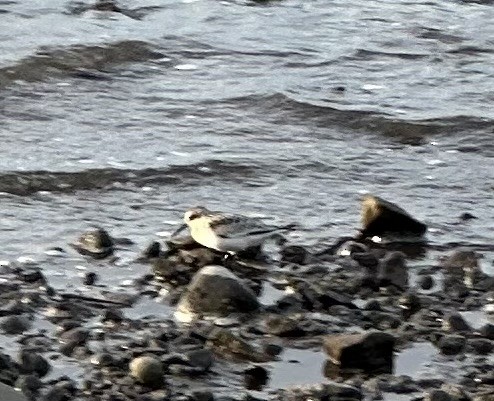 Bécasseau sanderling - ML608310094