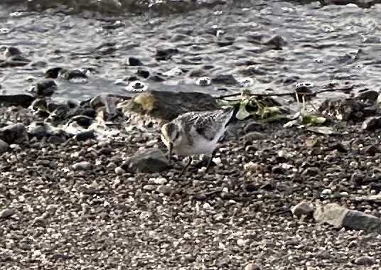 Bécasseau sanderling - ML608310096