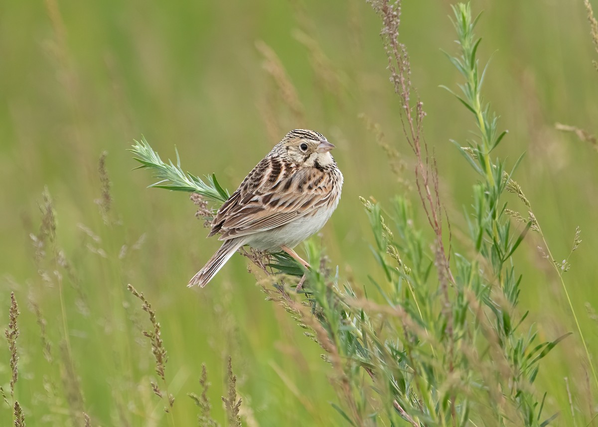 Baird's Sparrow - ML608310112