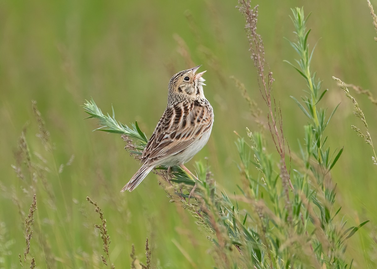 Baird's Sparrow - Julio Mulero