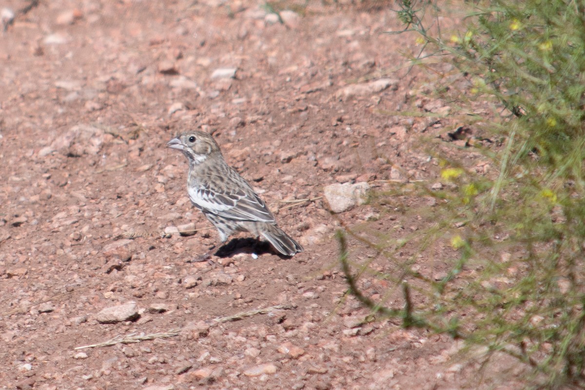 Lark Bunting - ML608310116