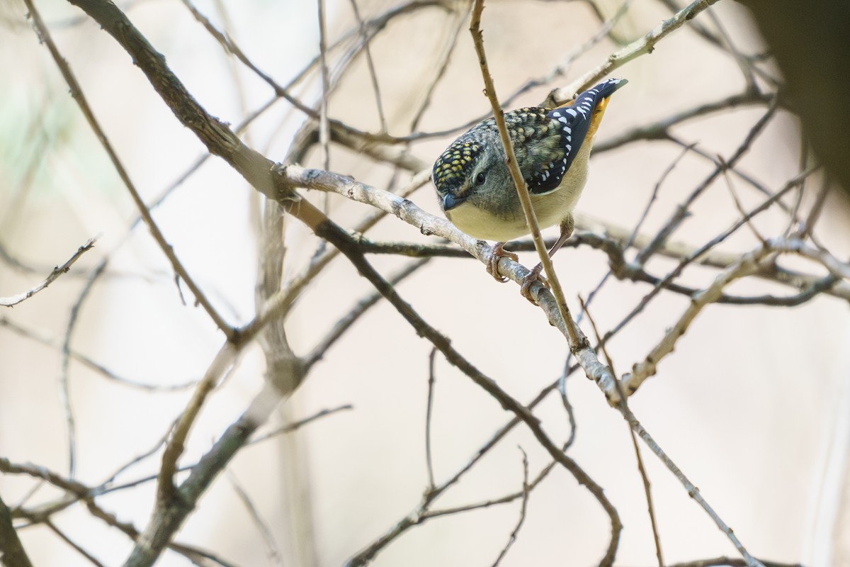 Spotted Pardalote - ML608310124