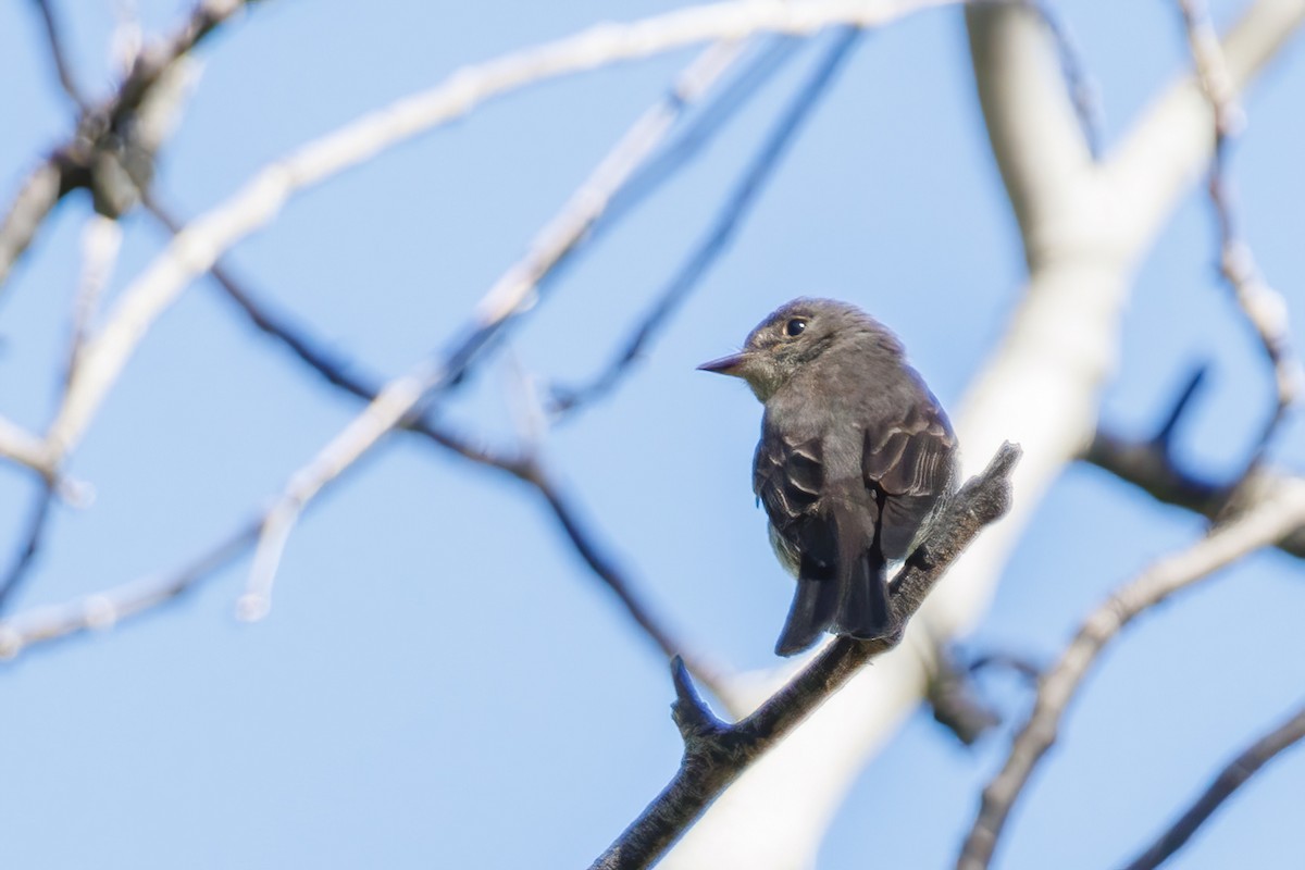 Western Wood-Pewee - Samuel Schmidt