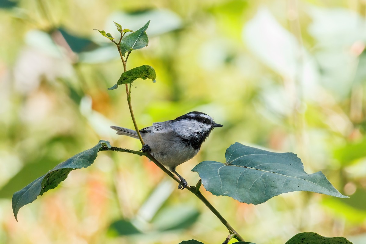 Mountain Chickadee - Samuel Schmidt