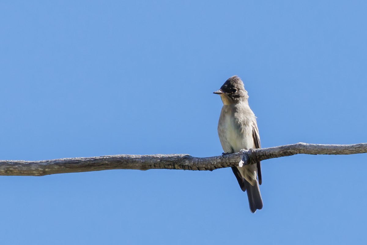 Western Wood-Pewee - Samuel Schmidt