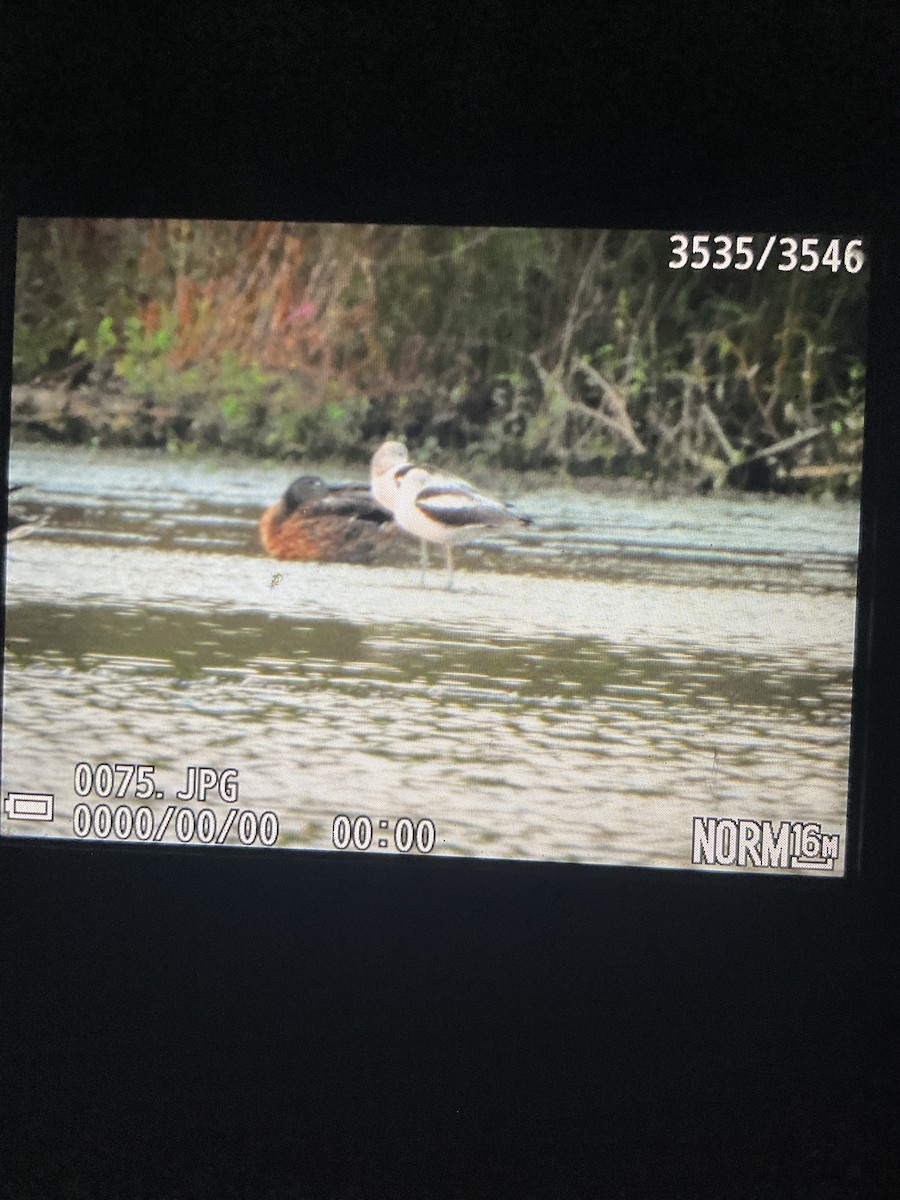 American Avocet - Warren Brubaker