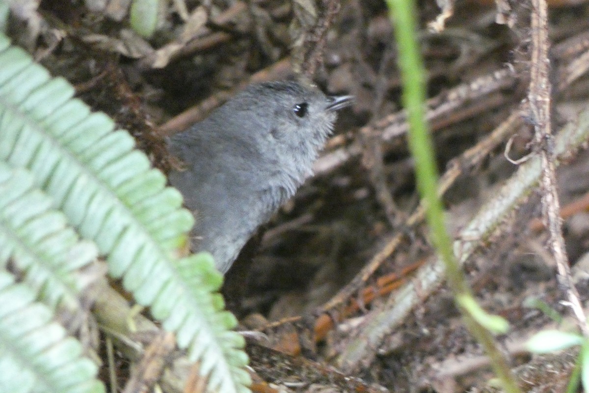 Pale-bellied Tapaculo - ML608310273