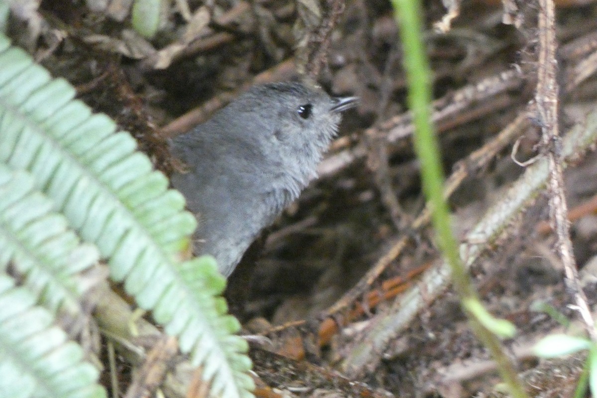 Churrín de Matorral - ML608310273