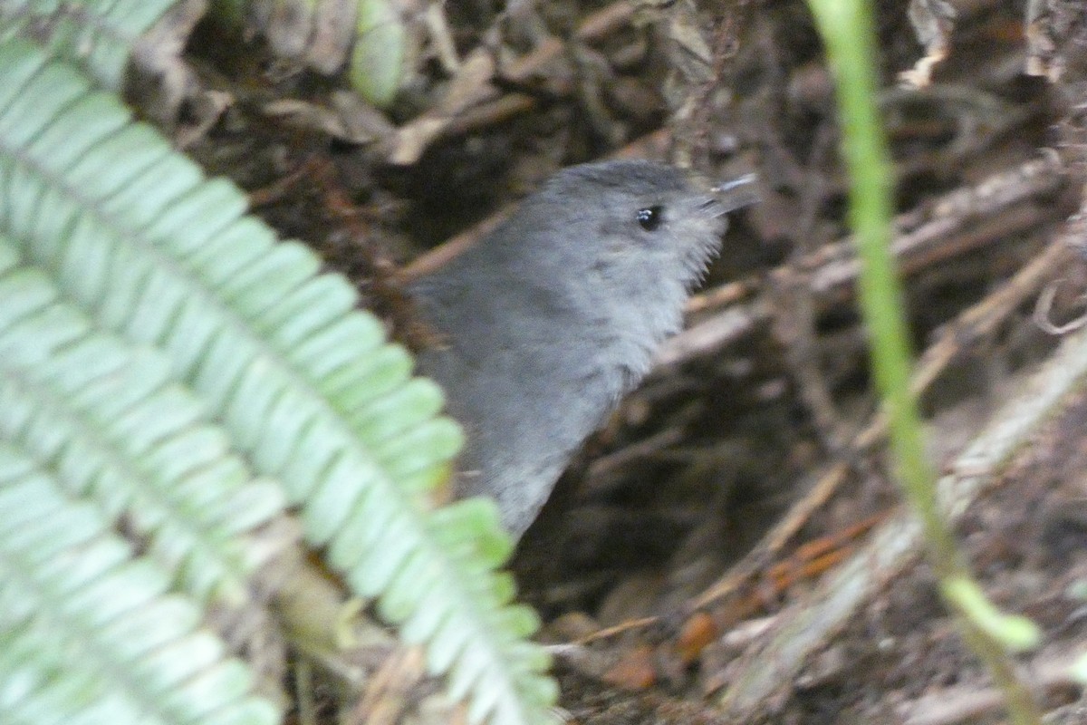 Pale-bellied Tapaculo - ML608310274